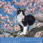 Kalenderdaten unten: März 2027. Schwarz-weiße Katze steht auf Kirschblütenzweig vor blauem Himmel.