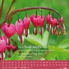 Kalenderblatt für März 2027. Sprichwort weist auf Freude an Kleinigkeiten hin. Herzförmige, rosa Blüten auf grünem Hintergrund.