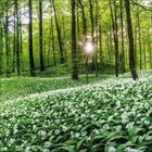 Kein Text sichtbar. Sonnenstrahlen durch Bäume in einem grünen Wald, am Boden weiße Blüten.