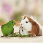 Kein Text erkennbar. Ein grüner Vogel und ein weiß-braunes Meerschweinchen liegen nebeneinander auf einem Tisch mit Pflanzen.
