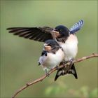 Zwei junge Schwalben sitzen eng beieinander auf einem Ast. Eine breitet die Flügel aus, der Hintergrund ist unscharf.
