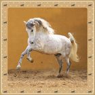 Ein lebhaftes Pferd galoppiert energisch auf sandigem Boden, umgeben von einem Rahmen mit kleinen Pferde-Silhouetten.