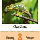 "Montag, 8, Februar, Rosenmontag. Chamäleon auf einem Ast vor grünem Hintergrund."