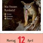 "Was fressen Numbats?" Optionen: a) Termiten, b) Schnecken, c) Blattläuse. Datum: Montag, 12. April. Ein Numbat schaut heraus.