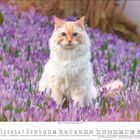 Kalender März 2023. Eine türkisäugige Katze sitzt in einem Feld voller violetter Krokusse.