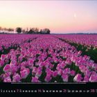 Kalender mit März-Tagen unten. Rosa Tulpenfeld, Bäume und ein kleines Haus am Horizont, pinker Himmel mit Mond.