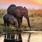 Zwei Elefanten am Wasser, grasige Landschaft, Sonnenuntergang im Hintergrund.