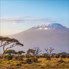 Blick auf den schneebedeckten Gipfel eines Berges mit afrikanischer Savanne und vereinzelten Bäumen im Vordergrund.