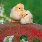 Zwei flauschige, gelbe Küken sitzen eng zusammen auf einem alten, rostigen Metallobjekt mit Blumen im Hintergrund.