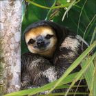 Ich kann den Text nicht lesen. Ein dreigliedriges Faultier umarmt einen Baum in dichter Vegetation.