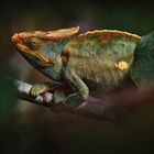 Ein Chamäleon mit beeindruckenden Farbmustern sitzt auf einem Ast, umgeben von dunkelgrünem Hintergrund.