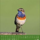 Kalender für März 2027 mit Blaukehlchen auf einem Holzstamm vor unscharfem grünem Hintergrund.