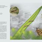 Text: Insekten, die Pflanzen fressen. Illustration eines Aurorafalters auf Blumen, mit detaillierter Flügelzeichnung.