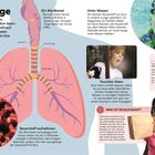 Die Lunge: Du holst jeden Tag etwa 23.000 Mal Luft. Illustration zeigt Lungen, Fotos von einem tauchenden Kind und einem Kind mit Tüte.