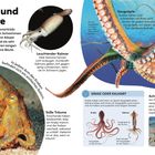 "Kraken und Kalmare. In jedem Arm des Kraken befindet sich ein einfaches Gehirn. Leuchtender Kalmar. Saugknöpfe."