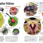 "Fabelhafte Fühler" Titel, "Warm oder Kalt?" Text: Insekten erkennen Temperaturveränderungen mit ihren Fühlern, besonders Ameisen.