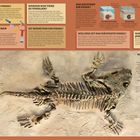 Text: Fossilien, Was ist ein Fossil?, Werden nur Tiere zu Fossilien?, ...

Beschreibung: Illustration eines fossilen Skeletts eines Amphibien-ähnlichen Wesens auf einer sandigen Oberfläche.
