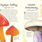 Links: "Kegeliger Saftling", ein roter Pilz mit orangefarbenem Stiel. Rechts: "Lilastiel-Rötelritterling", ein blasser Pilz mit lila Stiel.