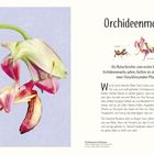 "Orchideenmantis. Als Naturforscher zum ersten Mal eine Orchideenmantis sahen, hielten sie sie für die Blüte einer fleischfressenden Pflanze." Links ein Insekt, das wie eine Blume aussieht.