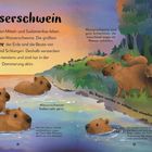 "Nagetiere" und "Wasserschwein" groß hervorgehoben. Illustration von Wasserschweinen in Wasser und am Ufer. Texterläuterungen.