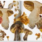 Buch mit großflächiger Darstellung verschiedener Pilze, darunter große und kleine, in bunten Farben auf weißem Hintergrund.