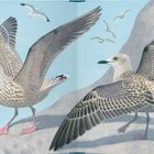 Texterklärung über Möwen, die flügge werden. Illustration zeigt junge Möwen beim Fliegenlernen.