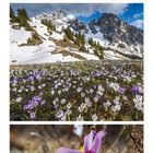 Kalenderseite mit Krokussen und Küchenschellen. Monatsübersicht: März mit hervorgehobenem 7 und 21.