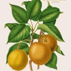 Apfel "Madame von Siebold", Malus domestica. Kalenderblatt mit drei gelben Äpfeln und grünen Blättern. März-Daten unten.