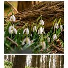Kalenderblatt März. Oben ein Igel neben Schneeglöckchen, in der Mitte Schneeglöckchen, unten ein Wald mit Blütenteppich.