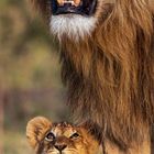 03, 01 15 29, 02 16 30. Löwe und Löwenjunges stehen zusammen, das Jungtier schaut auf.