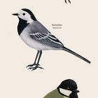 März-Kalenderillustration mit Blaurkehlchen, Bachstelze und Kohlmeise. Daten übersichtlich darunter.