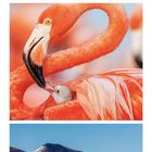 07, 14, 21, 28 in Orange markiert. Flamingos mit Küken, Nahaufnahme Flamingokopf, Berglandschaft mit Flamingos, März Kalender.