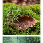 Kalender für März mit Naturfotos: Ein Luchs, ein Blatt, ein Bach in grünem Wald.