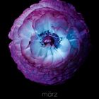 "märz," "capella," "tom blachford & kate ballis"; eine Blüte in leuchtendem Violett und Blau auf schwarzem Hintergrund.