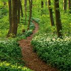 Zitat von Henry David Thoreau: "Ich ging in die Wälder...". Waldweg, umgeben von grünen Bäumen und Bärlauchblüten. März-Kalender.