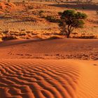 Kalendertext, Daten im März. Landschaft in der Namib-Wüste bei Sonnenuntergang; sanfte Dünen, Baum, Berge im Hintergrund.