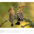 03 2027, zeigt zwei Wiedehopfe auf einem bemoosten Ast. Hintergrund in warmen Gelbtönen gehalten.