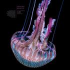 Text: „Leuchtqualle. März.“ Eine bunte Qualle vor schwarzem Hintergrund, darunter ein Monatskalender.