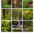 Kalendarium unten: Tage 1-31 mit Wochentagen, "03" in der Mitte. Oben Fotos von Wald, Pilzen und Wildtier.