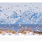 03. Schnatterenten vor schneebedeckten Bergen und See. Braun-weiße Landschaft. Kalender mit März-Daten unten.