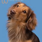 03, März-Kalender mit Wochenbeginn am Montag. Abgebildet ist ein Dackel mit langen Haaren vor blauem Hintergrund.