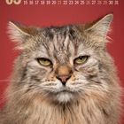 Kalender für März, Tage und Wochentage auf rotem Hintergrund. Großes Bild einer langhaarigen Katze mit ernstem Blick darunter.