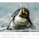 03. Haubenpinguin schüttelt Wasser ab. Unten Kalender für März mit Feiertagen und Wochennummern.