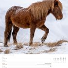 Kalender mit Datum 4.-10. Januar, Heilige Drei Könige am 6. Foto zeigt ein Islandpferd im Schnee, fotografiert von Stefan Forster.