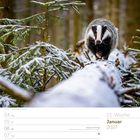 Kalenderdaten: 01. Woche, Januar 2027. Feiertag: Heilige Drei Könige am 06. Januar. Foto: Ein Dachs läuft auf einem schneebedeckten Baumstamm im Wald.