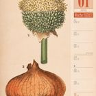 01 Januar, Woche 01 | 2027. Illustration einer Zwiebelblüte und -knolle. Markiert als "v" und "a".