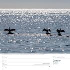 Kalender mit Kormoranen auf der Ostsee vor Rügen, erste Januarwoche 2027. Glitzerndes Wasser und Vögel mit ausgebreiteten Flügeln.