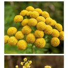 07, 14, 21, gelber Text in Kalender. Drei Fotos: gelbe Blumen, oben einzelne gelbe Blüte, Mitte gelbe Kugelblüten.