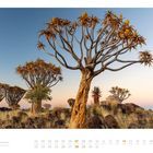 03. März 2023. Kalenderbild mit Köcherbäumen in einer trockenen Landschaft bei Sonnenuntergang.