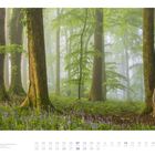 03 | Naturglücklicher im alten Hangbuchenwald bei Büsen | Kalenderansicht mit Bäumen im Nebel, umgeben von violetten Blumen.